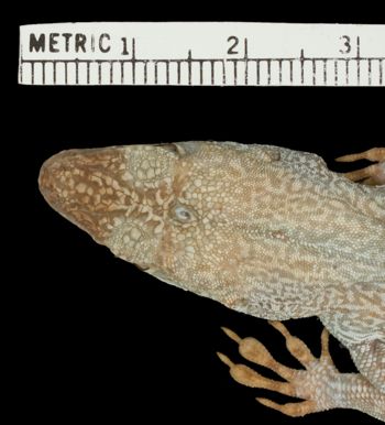 Media type: image;   Herpetology R-71068 Aspect: head dorsal